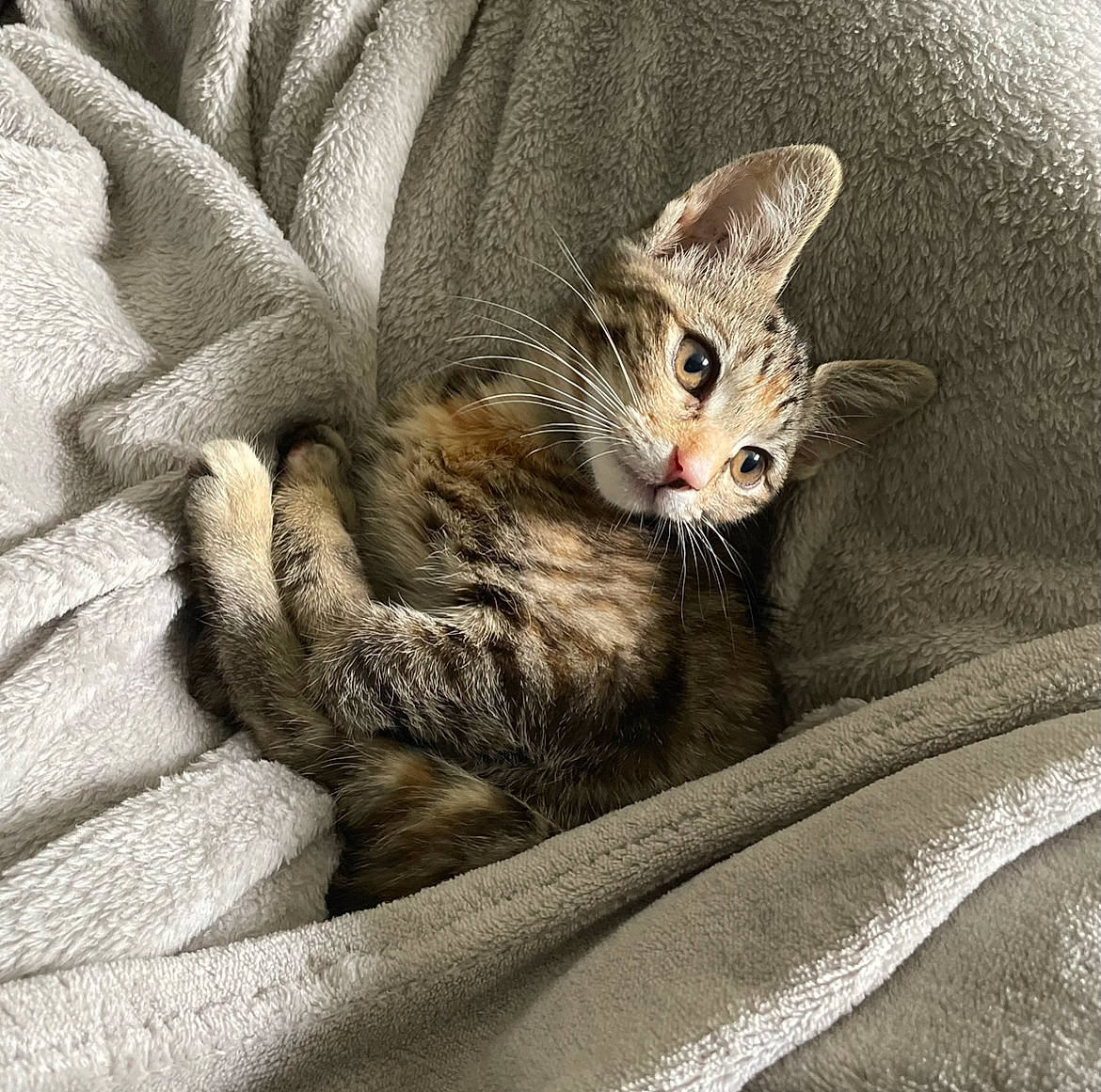 Beans is registered to the contest to win money with this photo: bed, carnivore, cat, claw, comfort, domestic_short_haired_cat, fawn, felidae, fur, grey, linens, nap, paw, sleep, small_to_medium_sized_cats, snout, tail, terrestrial_animal, whiskers, wildlife