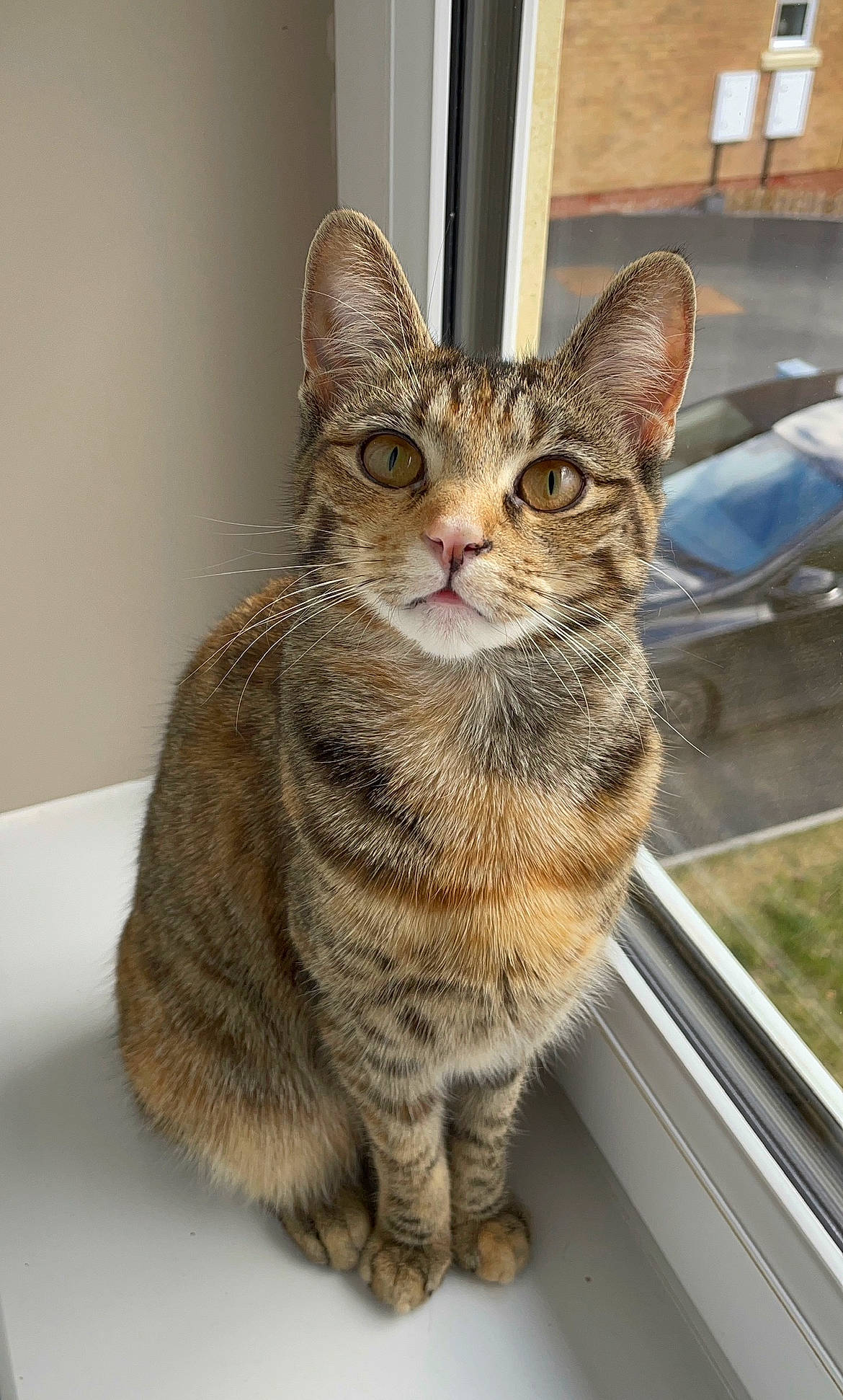 Beans joined the competition — help win amazing prizes! carnivore, cat, domestic_short_haired_cat, felidae, fur, paw, sitting, small_to_medium_sized_cats, snout, terrestrial_animal, whiskers, window