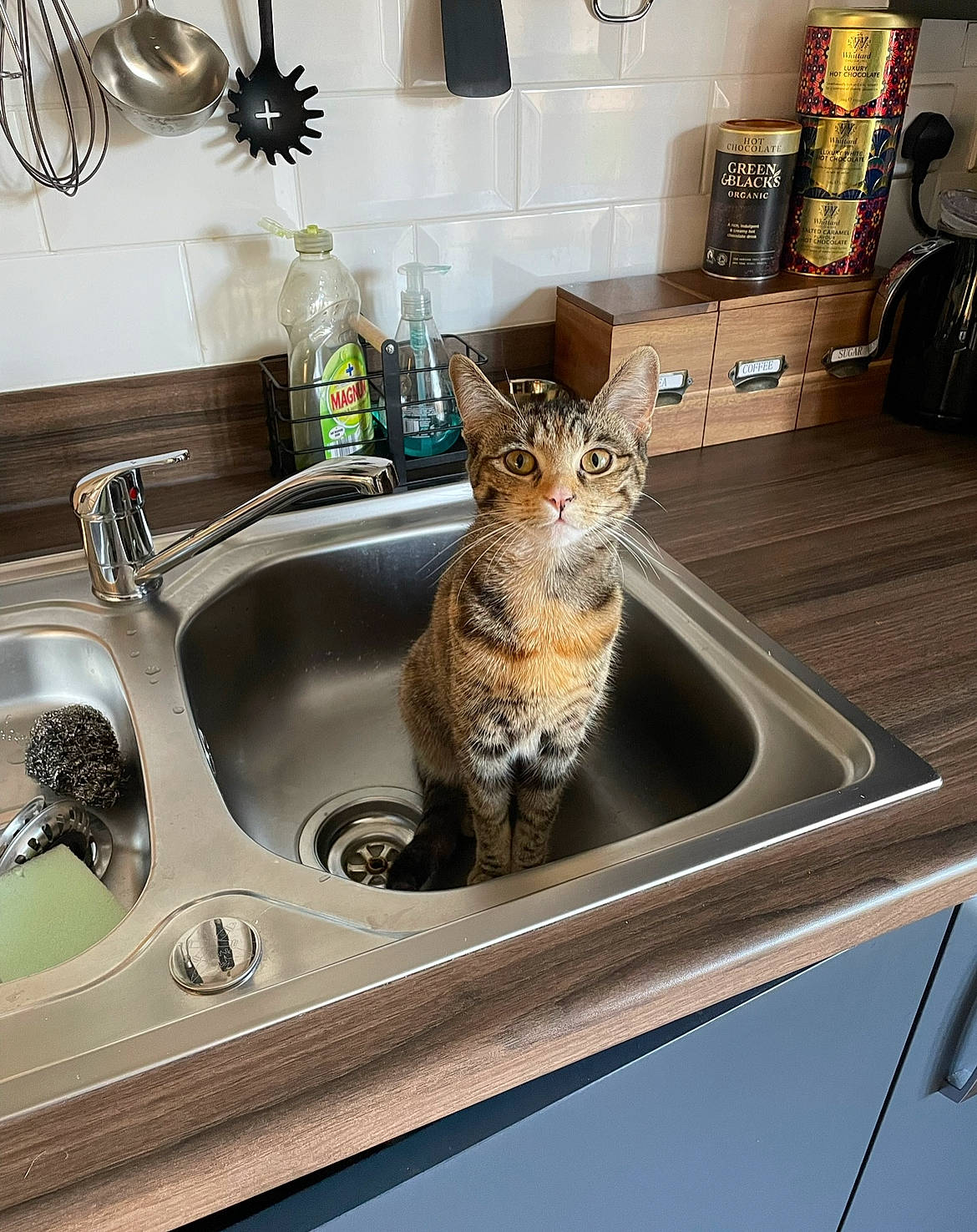 Beans is registered to the contest to win money with this photo: bottle, cabinetry, cat, countertop, felidae, home_appliance, household_hardware, kitchen, kitchen_appliance, kitchen_sink, major_appliance, plumbing, plumbing_fitting, plumbing_fixture, room, sink, small_to_medium_sized_cats, tail, tap, whiskers