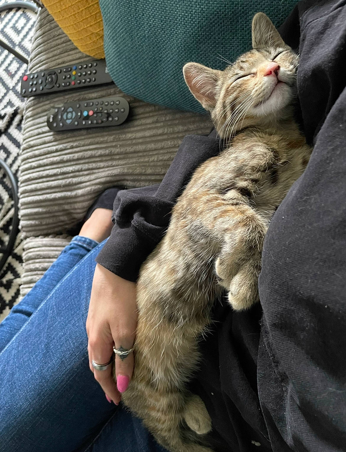 Beans joined the competition — help win amazing prizes! carnivore, cat, comfort, couch, denim, domestic_short_haired_cat, electric_blue, fawn, felidae, finger, fur, gesture, human_leg, lap, nail, small_to_medium_sized_cats, snout, textile, thigh, whiskers