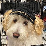 Toby is registered to the contest to win money with this photo: dog, pet, white_dog, curly_fur, black_cap, gold_chain, crate, metal_bars, close_up, cute, fluffy, animal, indoor, face, ears, fur, canine, adorable, looking, portrait