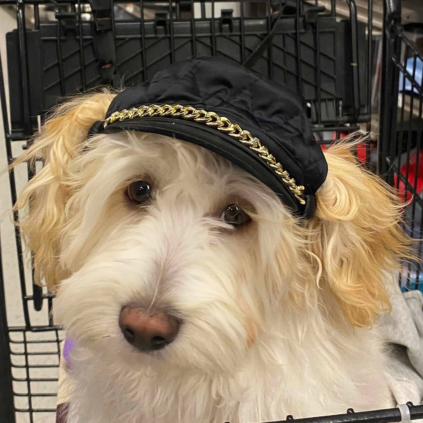 Toby is registered to the contest to win money with this photo: adorable, animal, black_cap, canine, close_up, crate, curly_fur, cute, dog, ears, face, fluffy, fur, gold_chain, indoor, looking, metal_bars, pet, portrait, white_dog