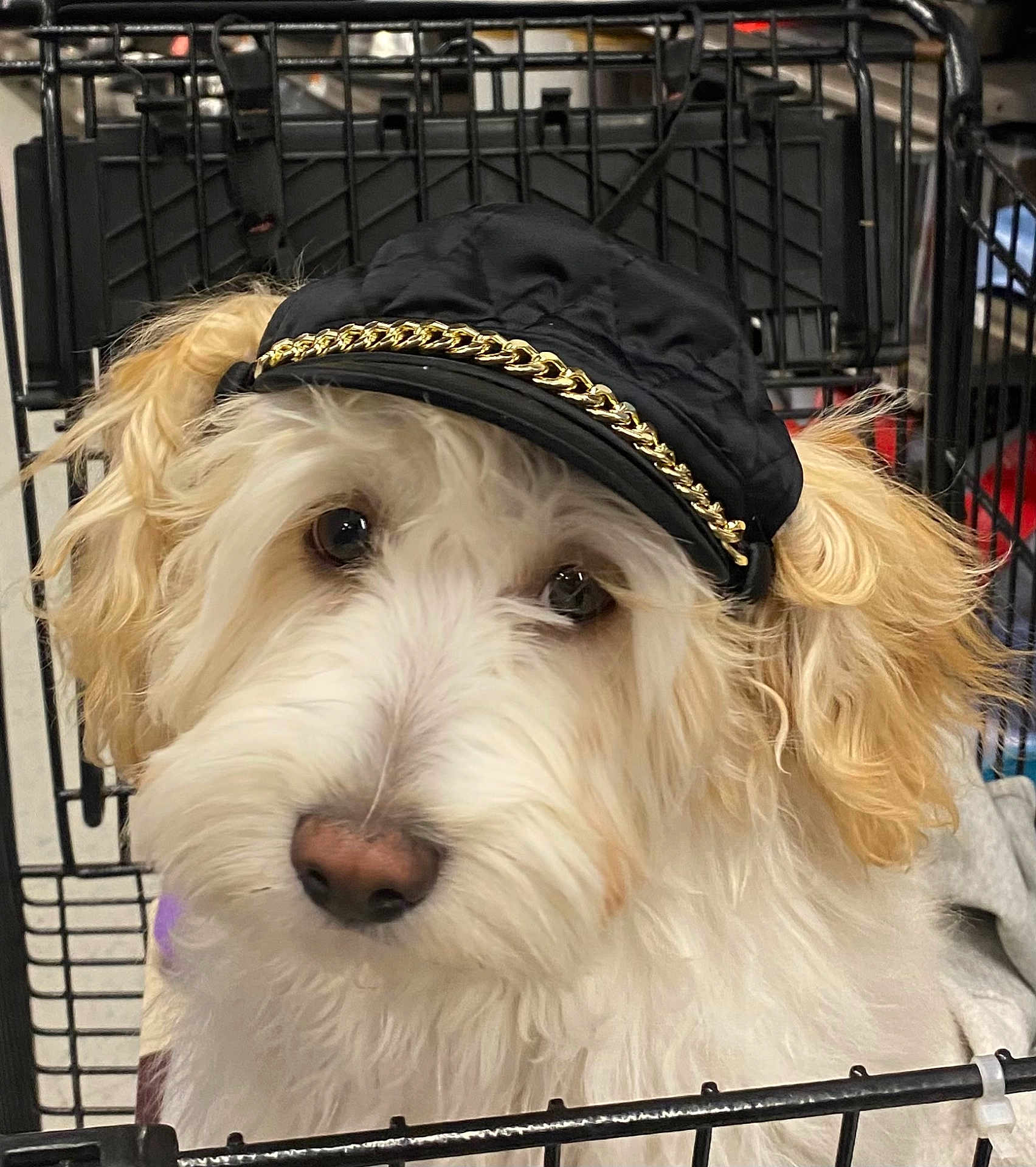 Toby is registered to the contest to win money with this photo: dog, pet, white_dog, curly_fur, black_cap, gold_chain, crate, metal_bars, close_up, cute, fluffy, animal, indoor, face, ears, fur, canine, adorable, looking, portrait