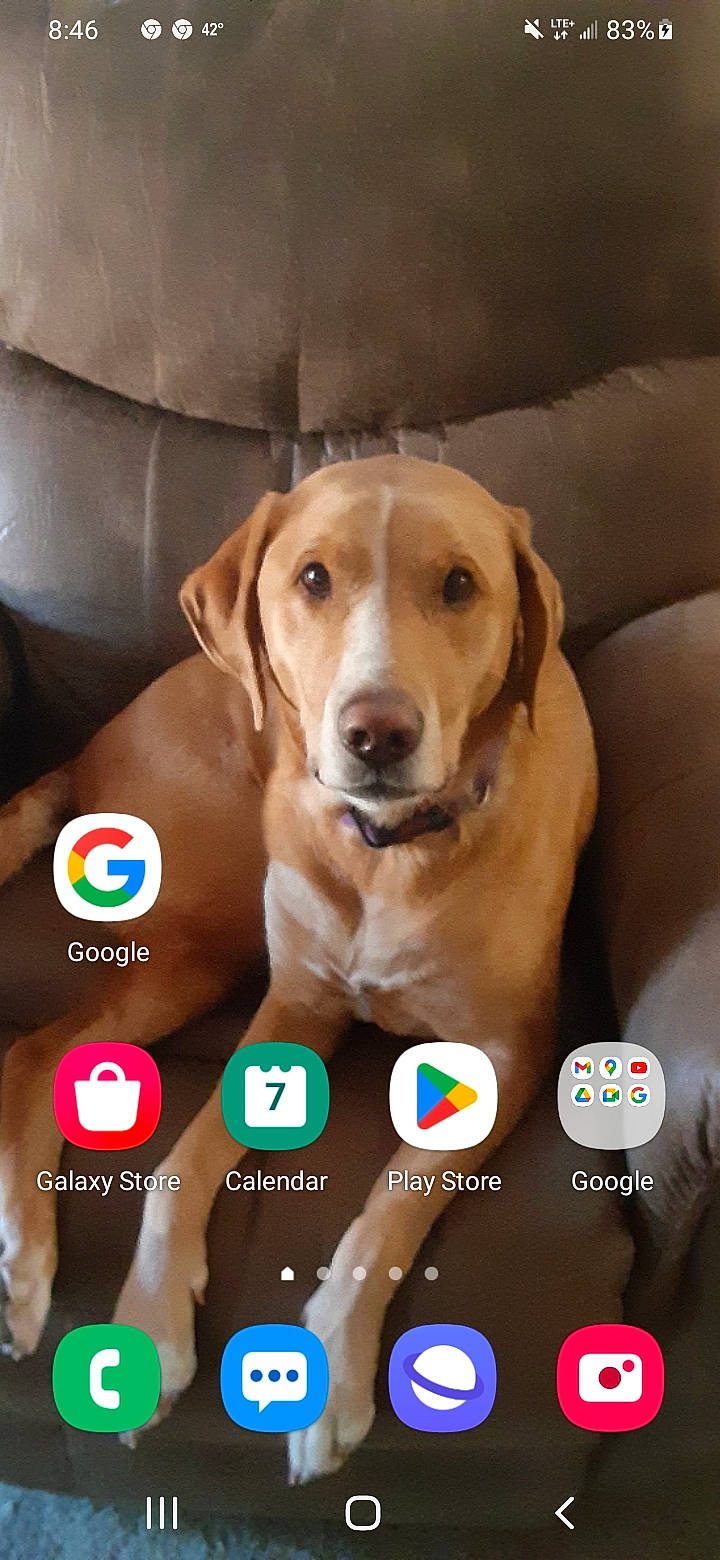 Marley is registered to the contest to win money with this photo: advertising, canidae, carnivore, companion_dog, dog, dog_breed, dog_supply, fawn, font, gesture, hound, liver, logo, multimedia, paw, pet_supply, photo_caption, screenshot, sporting_group, working_animal