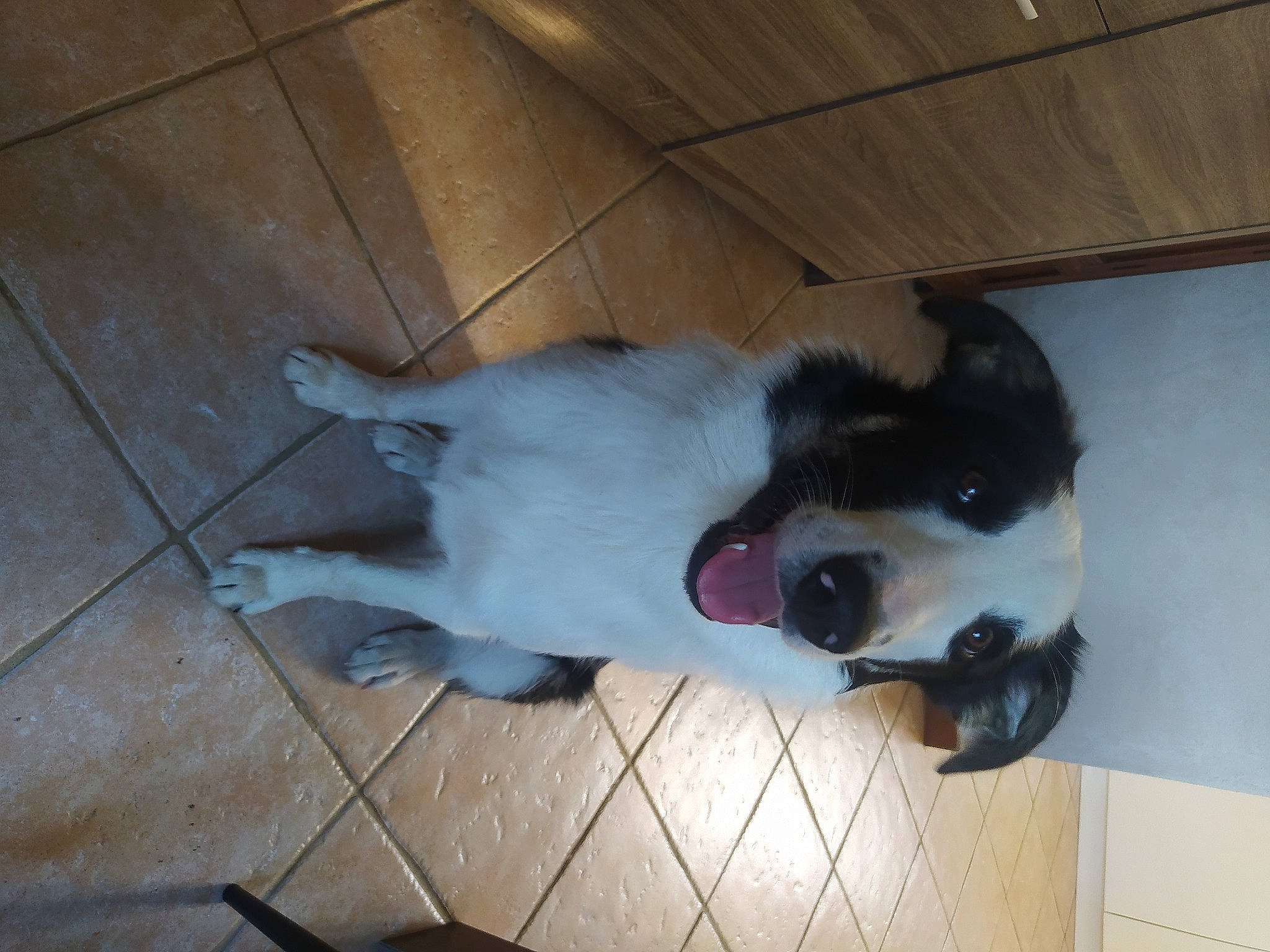 Ron participe au concours pour gagner de l'argent avec cette photo : canidae, carnivore, collar, companion_dog, dog, dog_breed, flooring, fur, hardwood, non_sporting_group, paw, snout, sporting_group, tail, tile_flooring, wood, working_animal