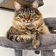 Loki is registered to the contest to win money with this photo: cat, tabby_cat, green_eyes, fluffy, pet, feline, cat_tree, portrait, whiskers, paw, ears, fur, cozy, indoor, animal, close_up, sitting, looking_at_camera, cute, domestic_cat