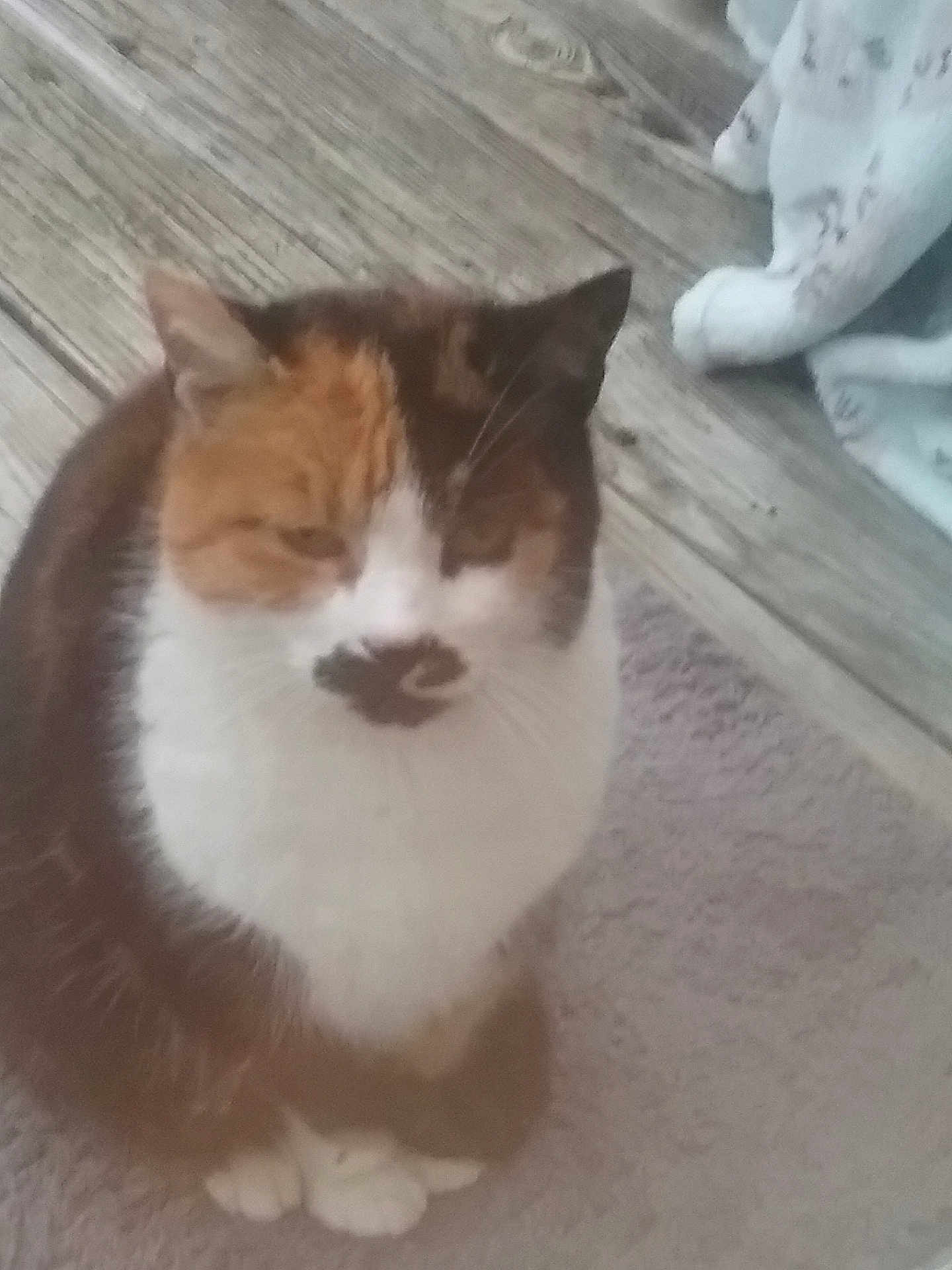 Smudges is registered to the contest to win money with this photo: cat, calico_cat, pet, feline, loaf_position, sitting, paws, whiskers, fur, closeup, portrait, indoor, wooden_floor, rug, relaxed, mustache_marking, cute, orange_white_black, cozy, sleepy
