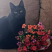 Binx joined the competition — help win amazing prizes! black_cat, bouquet, brown_upholstery, cat, close_up, couch, feline, flowers, fur, green_eyes, home_decor, indoor, living_room, pet, plant, portrait, relaxing, seat, sitting, sofa
