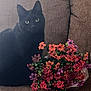 black_cat, bouquet, brown_upholstery, cat, close_up, couch, feline, flowers, fur, green_eyes, home_decor, indoor, living_room, pet, plant, portrait, relaxing, seat, sitting, sofa