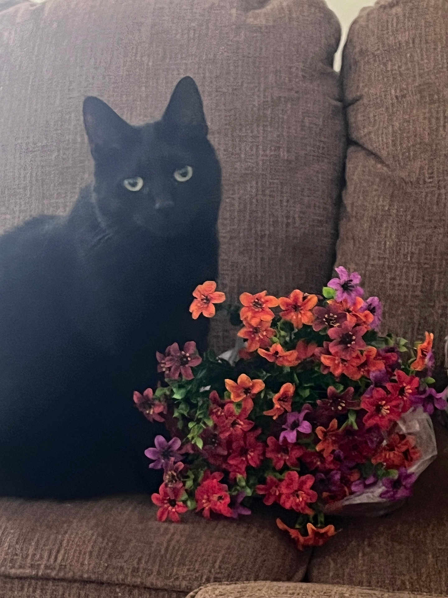 Binx joined the competition — help win amazing prizes! black_cat, bouquet, brown_upholstery, cat, close_up, couch, feline, flowers, fur, green_eyes, home_decor, indoor, living_room, pet, plant, portrait, relaxing, seat, sitting, sofa