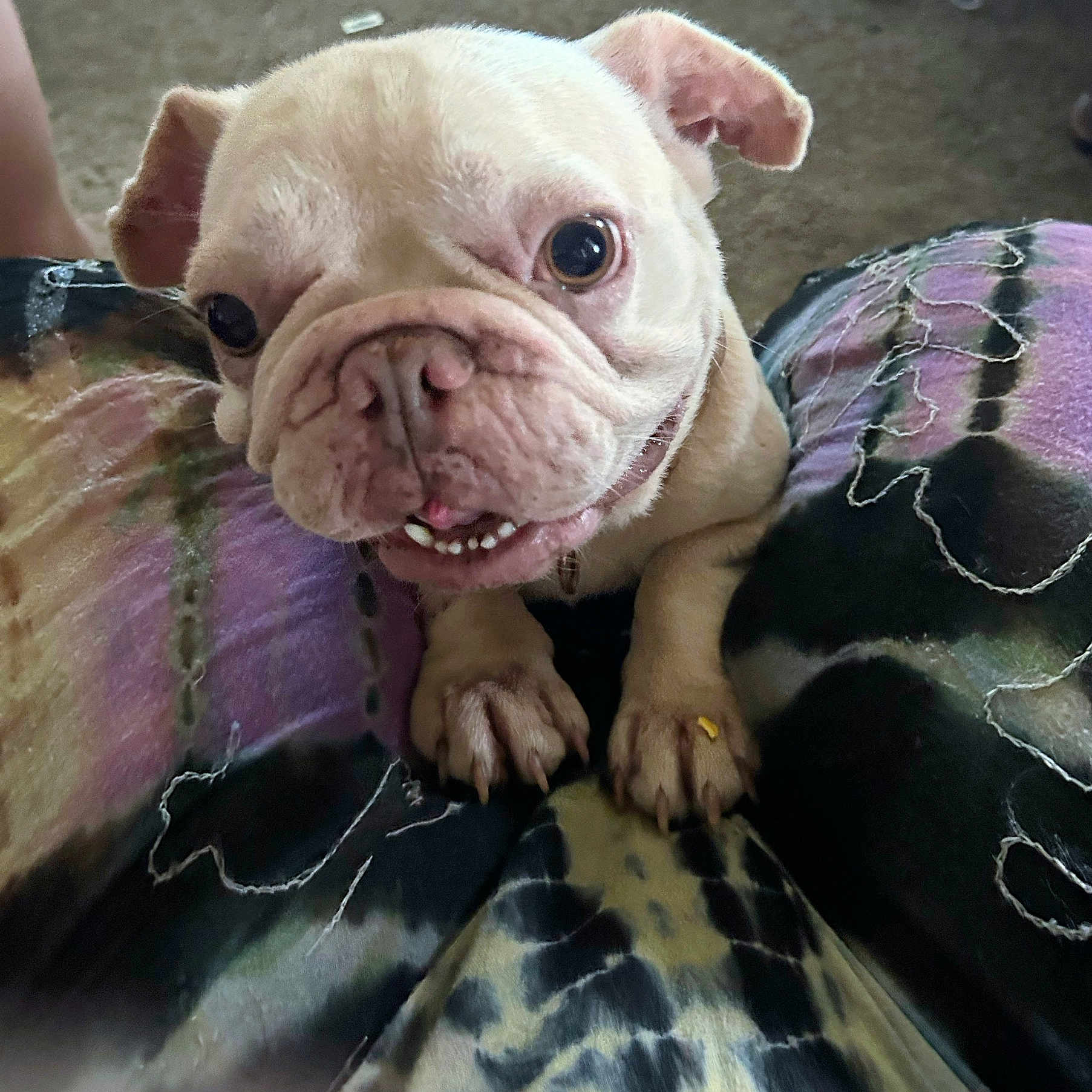 Tito is registered to the contest to win money with this photo: bulldog, puppy, dog, close_up, pet, animal, cute, wrinkles, paws, smiling, indoor, colorful, fabric, patterned_clothing, resting, adorable, young, friendly, tongue_out, playful