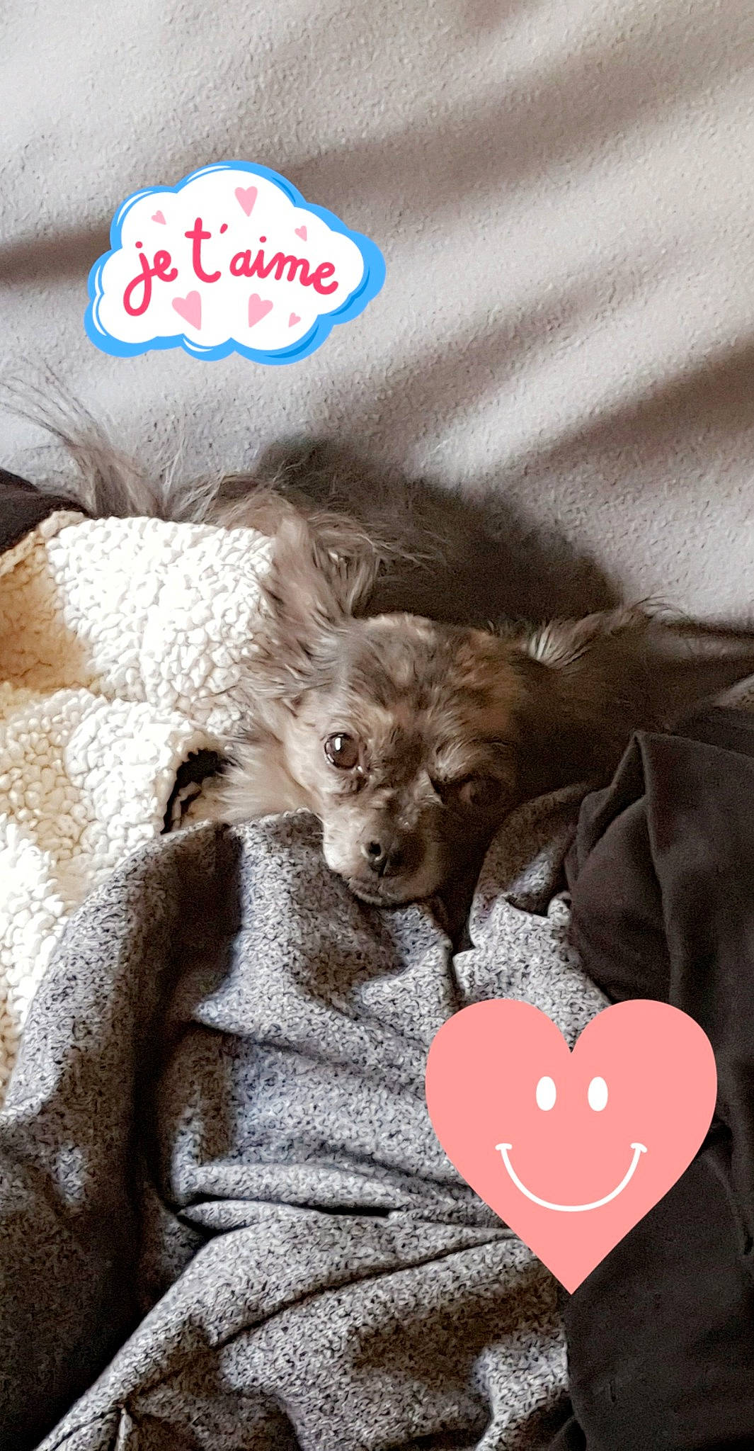 Hooligan participe au concours pour gagner de l'argent avec cette photo : canidae, companion_dog, dog_breed, heart, love, photo_caption, puppy, puppy_love, valentines_day