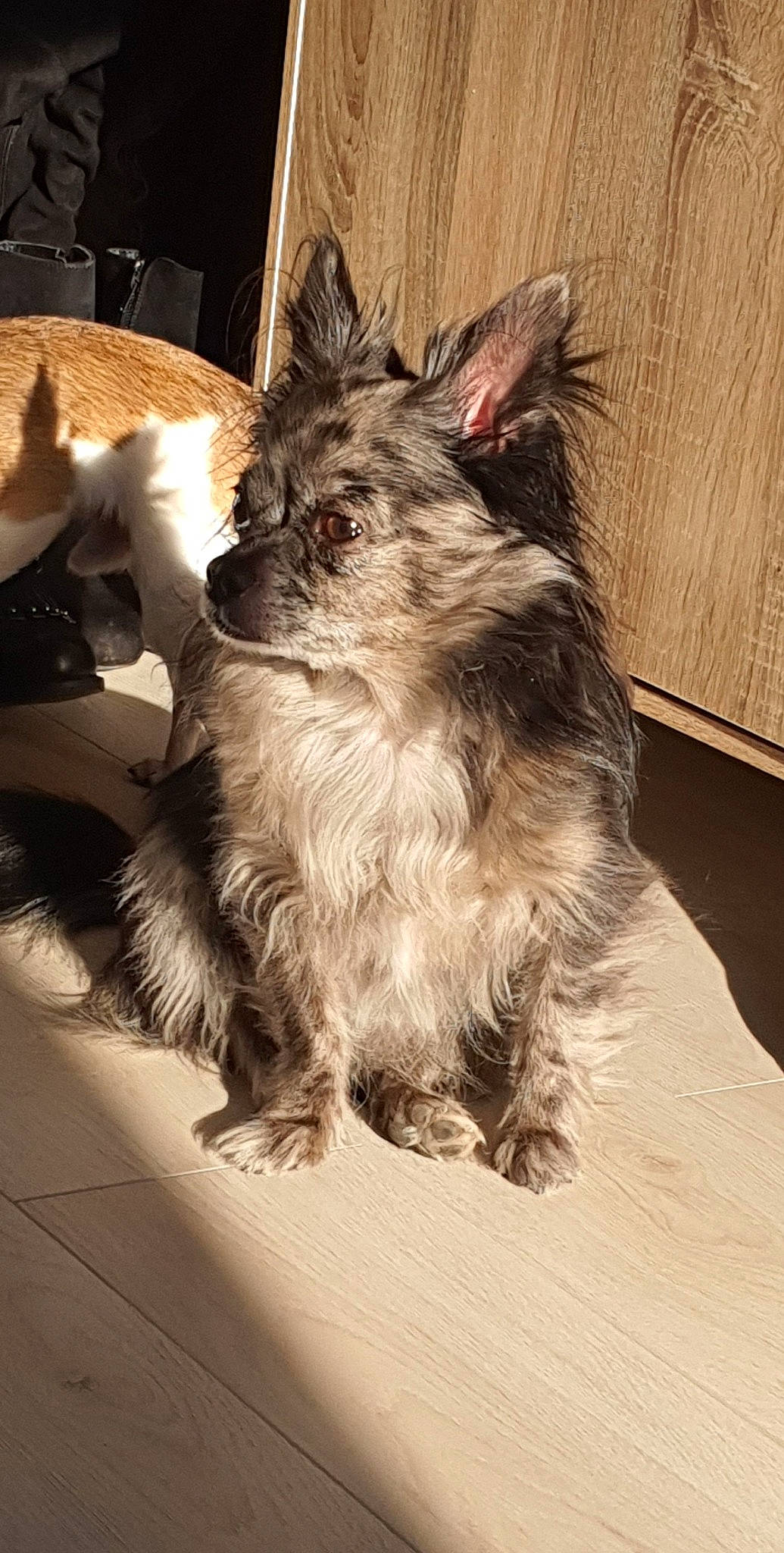 Hooligan participe au concours pour gagner de l'argent avec cette photo : cairn_terrier, canidae, carnivore, companion_dog, dog, dog_breed, fawn, mammal, norwich_terrier, pomeranian, puppy, rare_breed_dog, terrier, vertebrate, whiskers