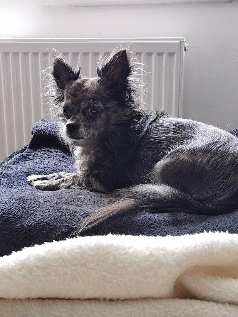 Hooligan participe au concours pour gagner de l'argent avec cette photo : bed, canidae, carnivore, comfort, companion_dog, dog, dog_breed, furniture, mammal, puppy, toy_dog