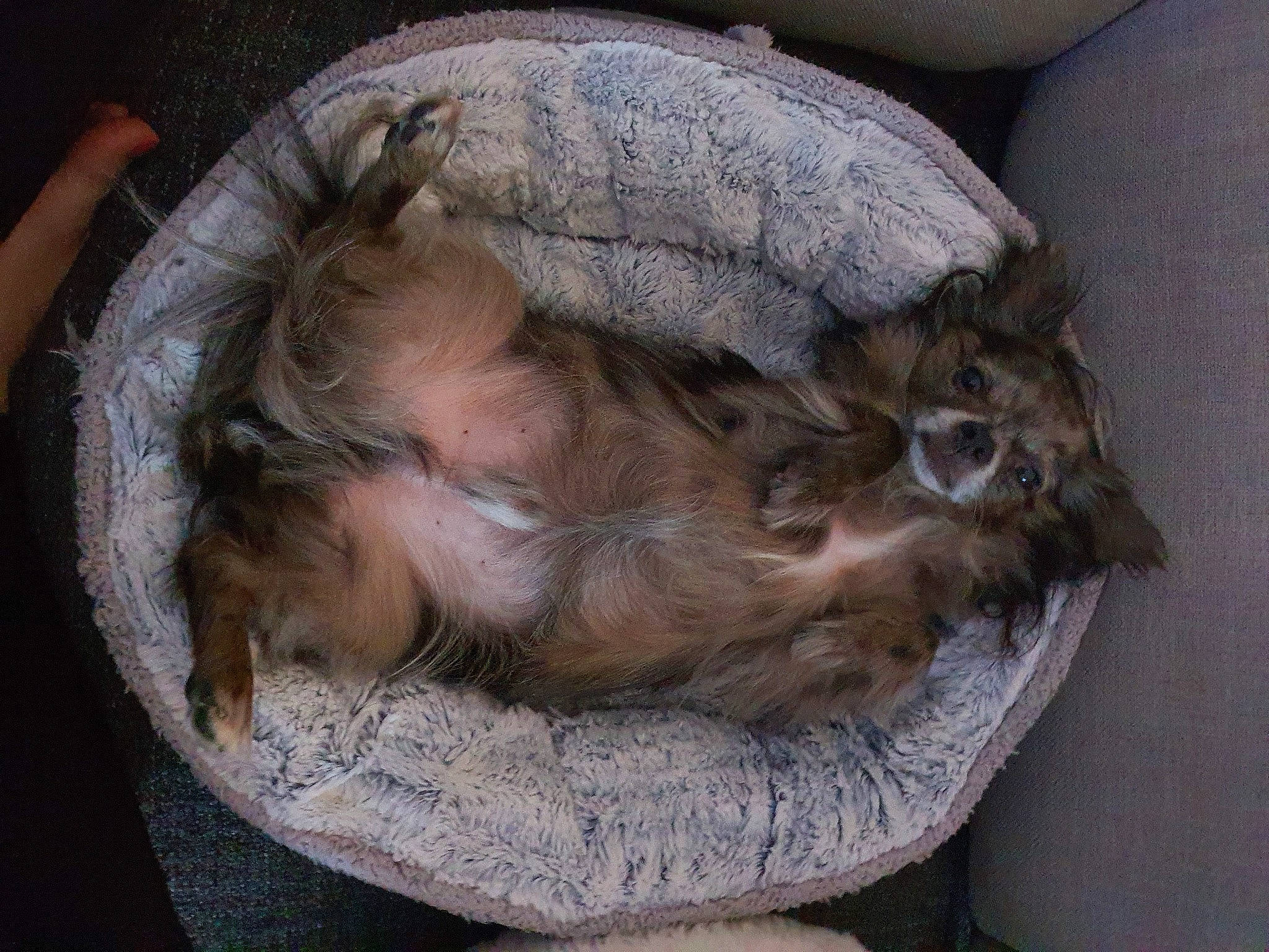 Hooligan a rejoint le concours — aidez-le/la à gagner de superbes lots ! canidae, companion_dog, nap, sporting_group