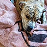 dog, brindle, blanket, pink, floor, tiled_floor, indoor, pet, resting, cozy, snuggled, fur, animal, canine, relaxed, comfort, home, cute, laying_down, domestic
