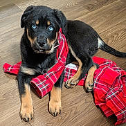 Vixen is registered to the contest to win money with this photo: puppy, dog, blue_eyes, black_fur, tan_fur, plaid_shirt, red_shirt, wooden_floor, pet, animal, cute, young_dog, indoor, lying_down, front_paws, tail, fur_texture, playful, adorable, looking_at_camera