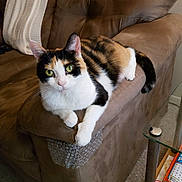 Patches is registered to the contest to win money with this photo: armrest, blanket, books, calico_cat, cat, couch, cozy, curious, domestic, furniture, glass_table, green_eyes, indoor, living_room, mammal, pet, relaxed, seated, tail, whiskers