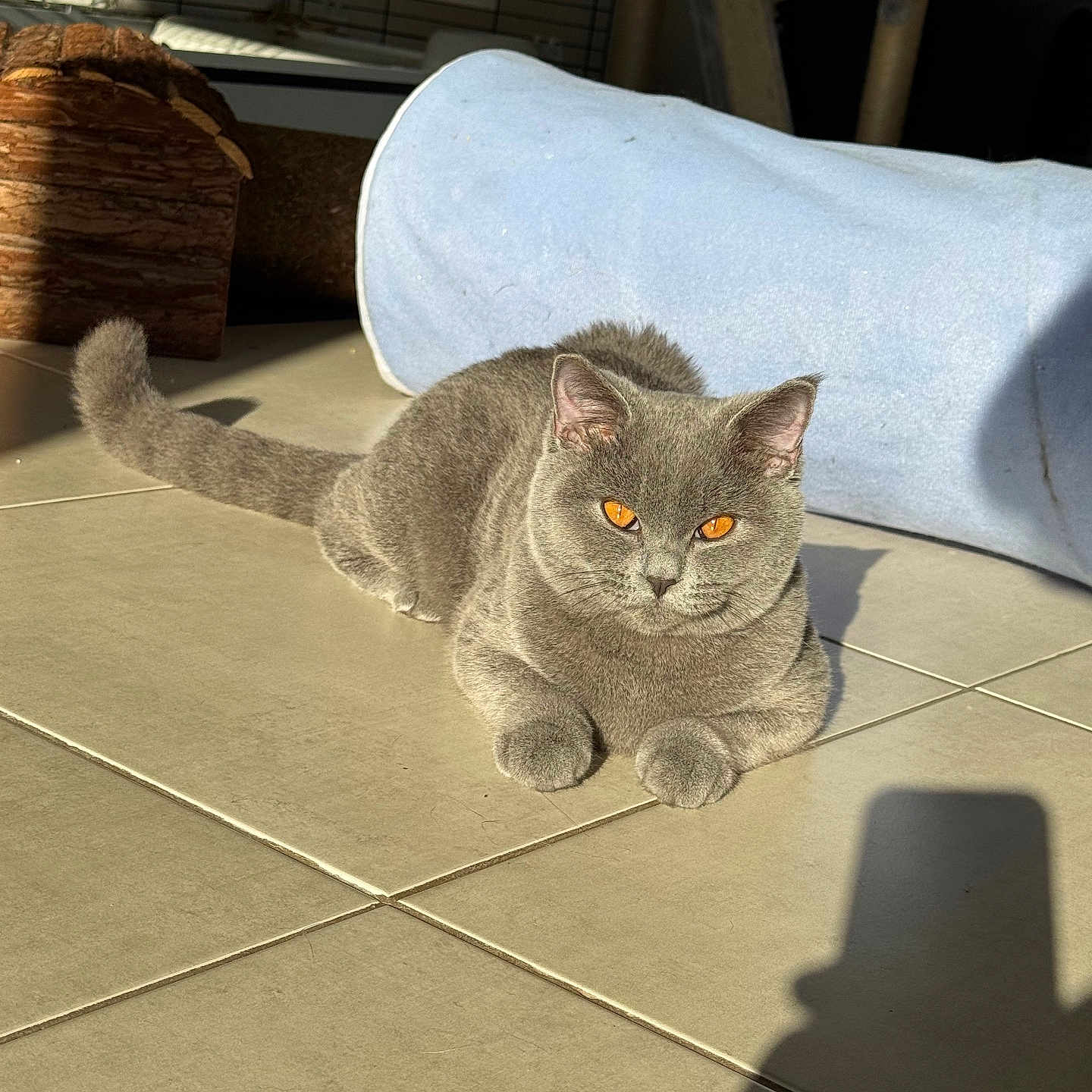 Winston a rejoint le concours — aidez-le/la à gagner de superbes lots ! amber_eyes, animal, cat, cat_toy, cat_tunnel, cozy, cute, domestic_cat, feline, fur, gray_cat, indoor, pet, relaxed, resting, scratching_post, shadow, sunlight, tile_floor, whiskers