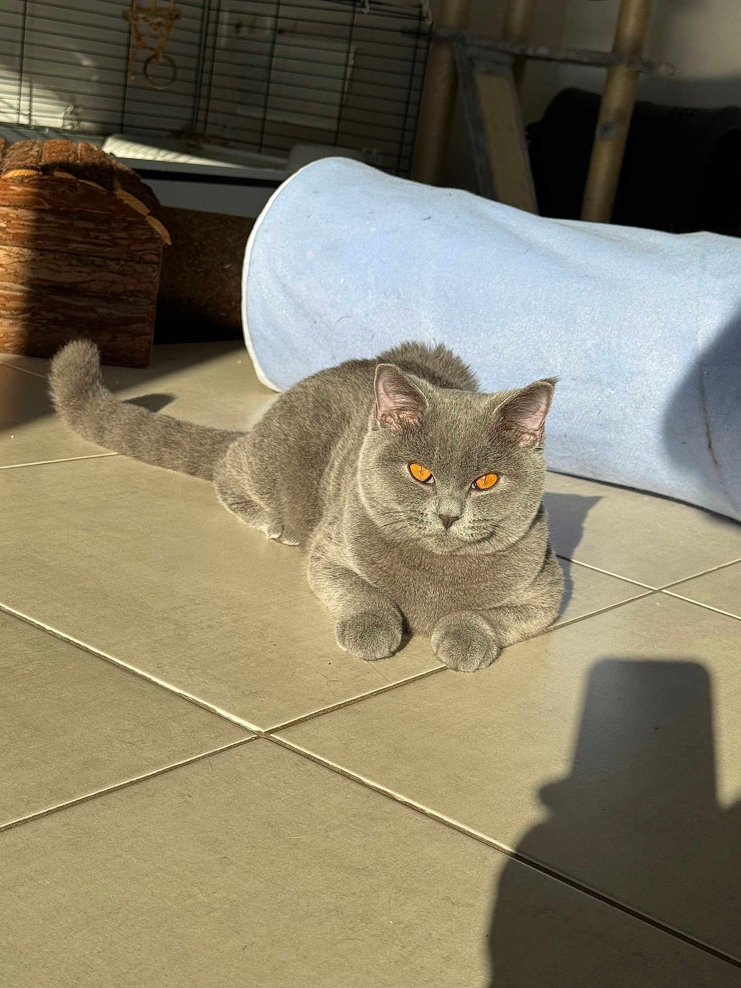 Winston