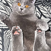 Winston a rejoint le concours — aidez-le/la à gagner de superbes lots ! animal, bed, blanket, cat, closeup, curious, cute, feline, fur, gray_cat, indoor, lying_down, pattern, paw_pads, pet, pink_paws, relaxed, soft, whiskers, wide_eyes