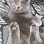 animal, bed, blanket, cat, closeup, curious, cute, feline, fur, gray_cat, indoor, lying_down, pattern, paw_pads, pet, pink_paws, relaxed, soft, whiskers, wide_eyes