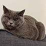 amber_eyes, animal, calm, cat, closeup, cute, domestic_cat, ears, feline, fur, gray_cat, indoor, lying_down, pet, portrait, relaxed, resting, sofa, soft_texture, whiskers