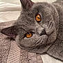 Winston participe au concours pour gagner de l'argent avec cette photo : amber_eyes, animal, cat, close_up, cute, domestic_cat, feline, fur, gray_cat, indoor, lying_down, mammal, pet, portrait, relaxed, sleepy, soft, texture, towel, whiskers