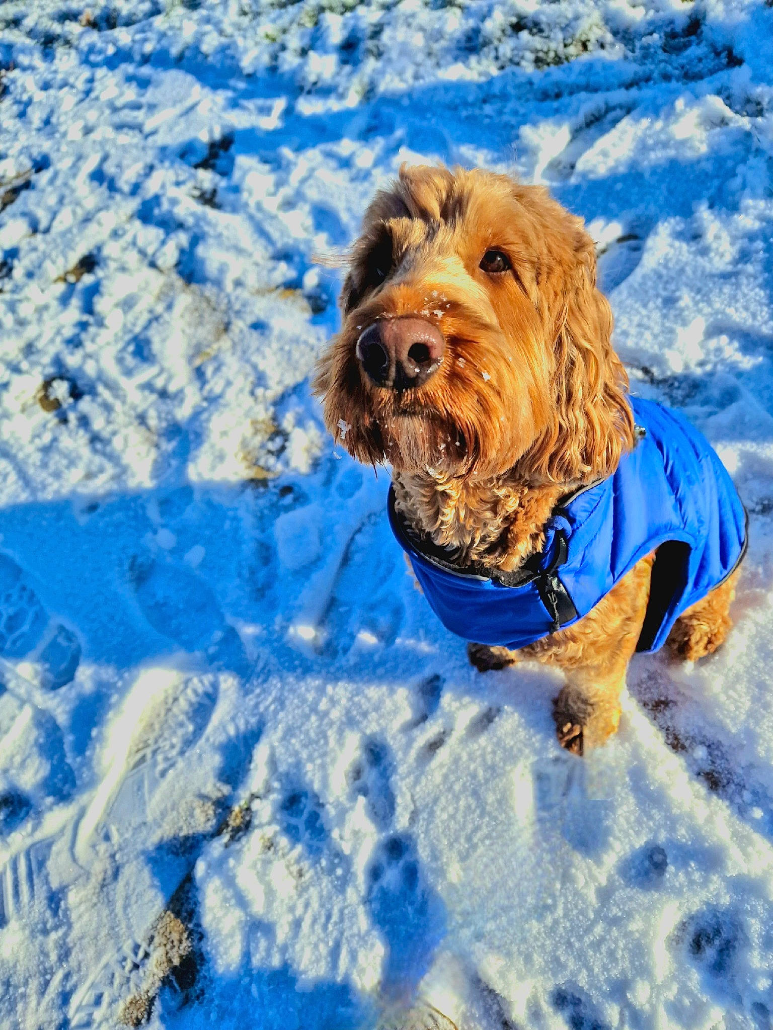 Buzz joined the competition — help win amazing prizes! canidae, carnivore, companion_dog, dog, dog_breed, dog_supply, electric_blue, freezing, fun, fur, landscape, playing_in_the_snow, recreation, small_terrier, snout, snow, sporting_group, water, winter, working_dog
