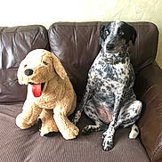 Pixelle a rejoint le concours — aidez-le/la à gagner de superbes lots ! dog, plush_toy, couch, brown_leather, spotted_dog, stuffed_animal, indoor, pet, animal, sitting, furniture, tongue_out, companion, home, funny, contrast, relaxing, domestic, cute, friendship