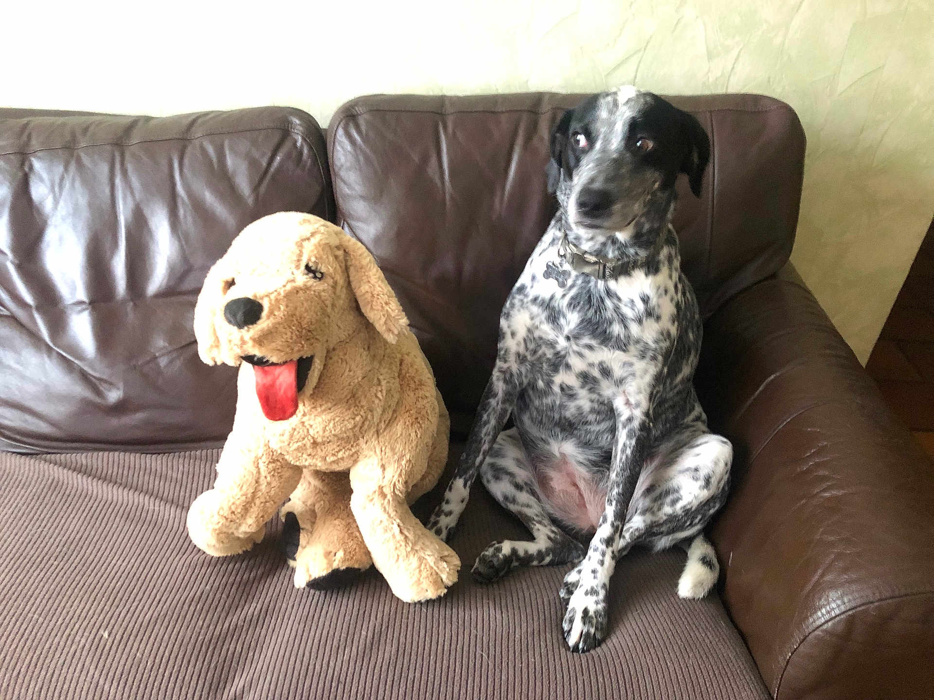 Pixelle a rejoint le concours — aidez-le/la à gagner de superbes lots ! dog, plush_toy, couch, brown_leather, spotted_dog, stuffed_animal, indoor, pet, animal, sitting, furniture, tongue_out, companion, home, funny, contrast, relaxing, domestic, cute, friendship