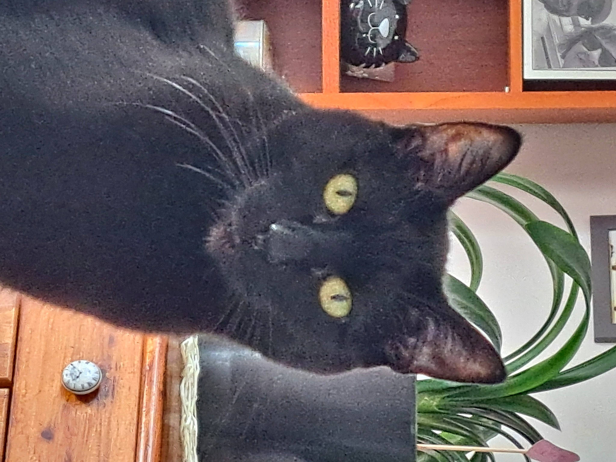 Pogba a rejoint le concours — aidez-le/la à gagner de superbes lots ! black_cat, bombay, carnivore, cat, claw, comfort, domestic_short_haired_cat, ear, felidae, fur, havana_brown, picture_frame, plant, small_to_medium_sized_cats, snout, tail, terrestrial_animal, whiskers, window, wood