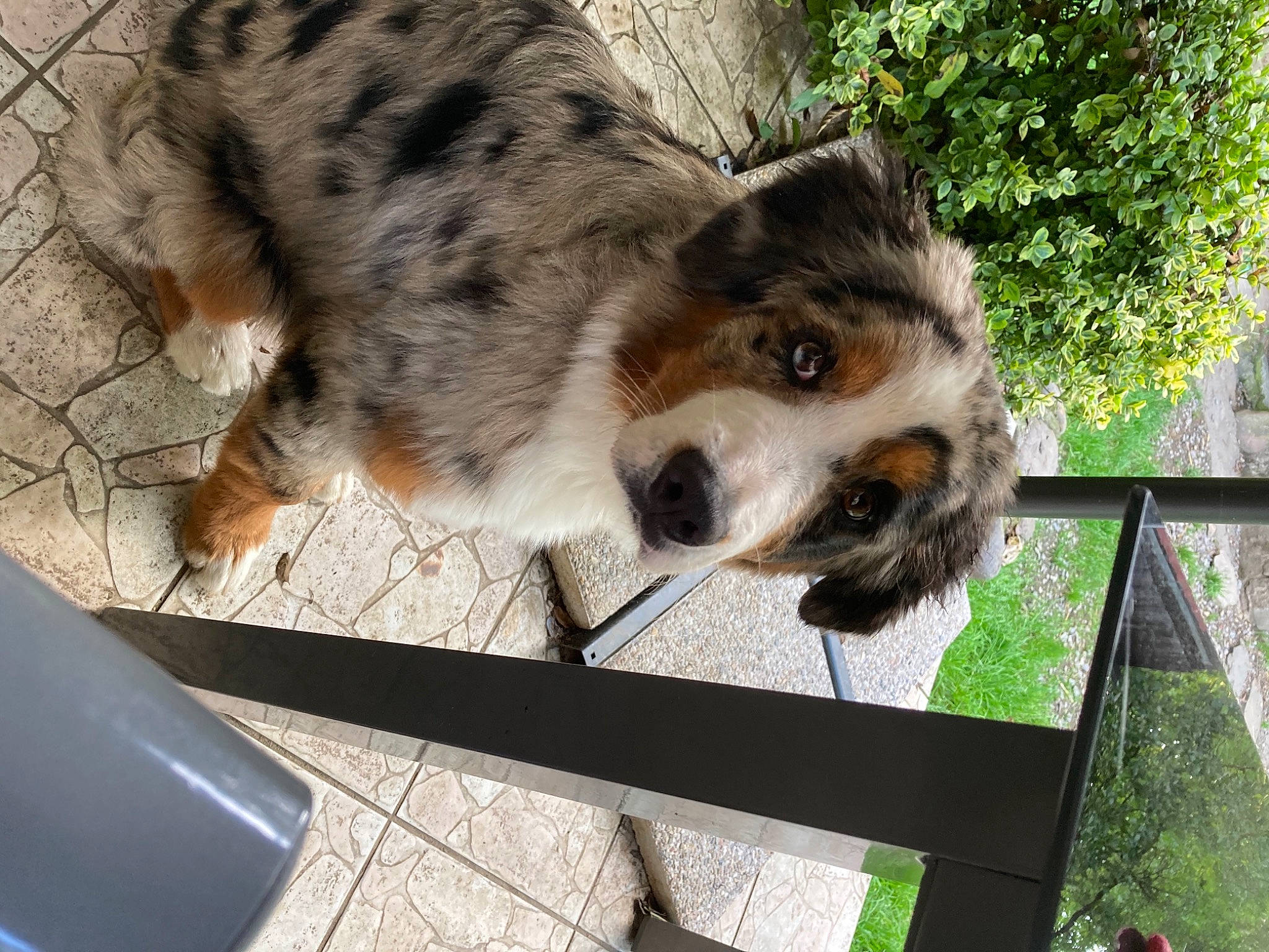 Pixel a rejoint le concours — aidez-le/la à gagner de superbes lots ! canidae, canis, carnivore, companion_dog, dog, dog_breed, fawn, fence, fur, grass, herding_dog, snout, sporting_group, tail, terrestrial_animal, whiskers, wildlife, wood, working_animal, working_dog