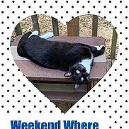 Boots is registered to the contest to win money with this photo: advertisement, animal, bench, canine, cat, chihuahua, dog, envelope, furniture, greetingcard, husky, kitten, mail, manx, pattern, person, pet, photography, poster, sleeping