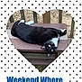 advertisement, animal, bench, canine, cat, chihuahua, dog, envelope, furniture, greetingcard, husky, kitten, mail, manx, pattern, person, pet, photography, poster, sleeping
