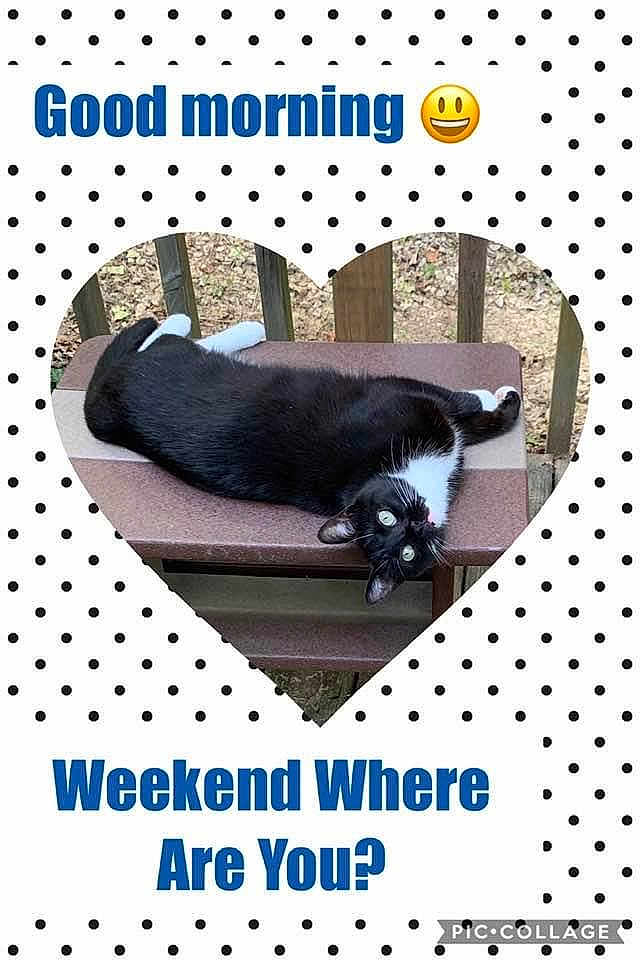 Boots is registered to the contest to win money with this photo: advertisement, animal, bench, canine, cat, chihuahua, dog, envelope, furniture, greetingcard, husky, kitten, mail, manx, pattern, person, pet, photography, poster, sleeping
