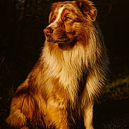 Toupy De Castely a rejoint le concours — aidez-le/la à gagner de superbes lots ! dog, animal, outdoor, nature, golden_brown, white, fur, sitting, portrait, canine, grass, sunlight, shadow, pet, mammal, looking_away, fluffy, background_blur, natural_light, calm