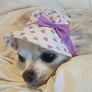 Gizzy is registered to the contest to win money with this photo: bed, bedding, blanket, bonnet, canine, close_up, cozy, cute, dog, eyes, face, indoors, nose, pet, polka_dot, portrait, puppy, purple, resting, sleeping