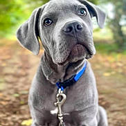 Button a rejoint le concours — aidez-le/la à gagner de superbes lots ! dog, puppy, gray_dog, sitting, outdoors, forest, woodland, nature, path, blue_collar, leash, pet, animal, portrait, close_up, floppy_ears, brown_eyes, gray_fur, cute, canine