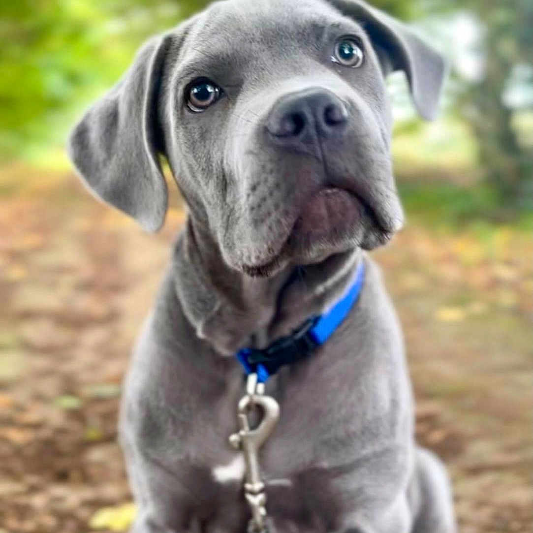 Button a rejoint le concours — aidez-le/la à gagner de superbes lots ! dog, puppy, gray_dog, sitting, outdoors, forest, woodland, nature, path, blue_collar, leash, pet, animal, portrait, close_up, floppy_ears, brown_eyes, gray_fur, cute, canine