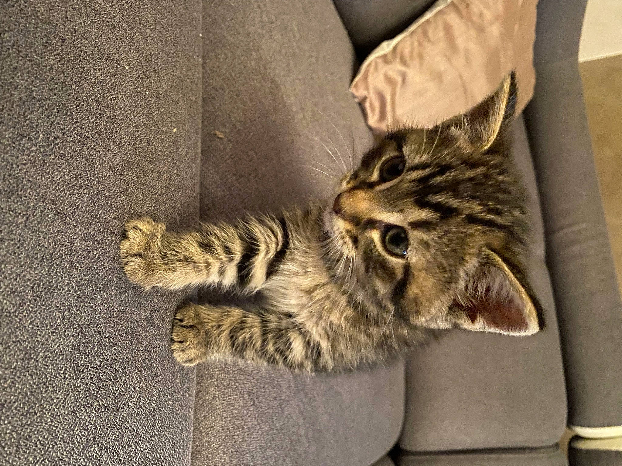 Spider participe au concours pour gagner de l'argent avec cette photo : carnivore, cat, claw, comfort, domestic_short_haired_cat, felidae, foot, fur, grey, paw, sitting, small_to_medium_sized_cats, snout, tail, terrestrial_animal, whiskers