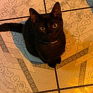 Chloe joined the competition — help win amazing prizes! black_cat, cat, pet, animal, floor_tiles, patterned_floor, indoor, collar, pearl_collar, curious_eyes, sitting, looking_up, feline, whiskers, ears, tail, domestic_cat, cute, companion, quiet