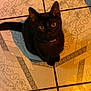 black_cat, cat, pet, animal, floor_tiles, patterned_floor, indoor, collar, pearl_collar, curious_eyes, sitting, looking_up, feline, whiskers, ears, tail, domestic_cat, cute, companion, quiet