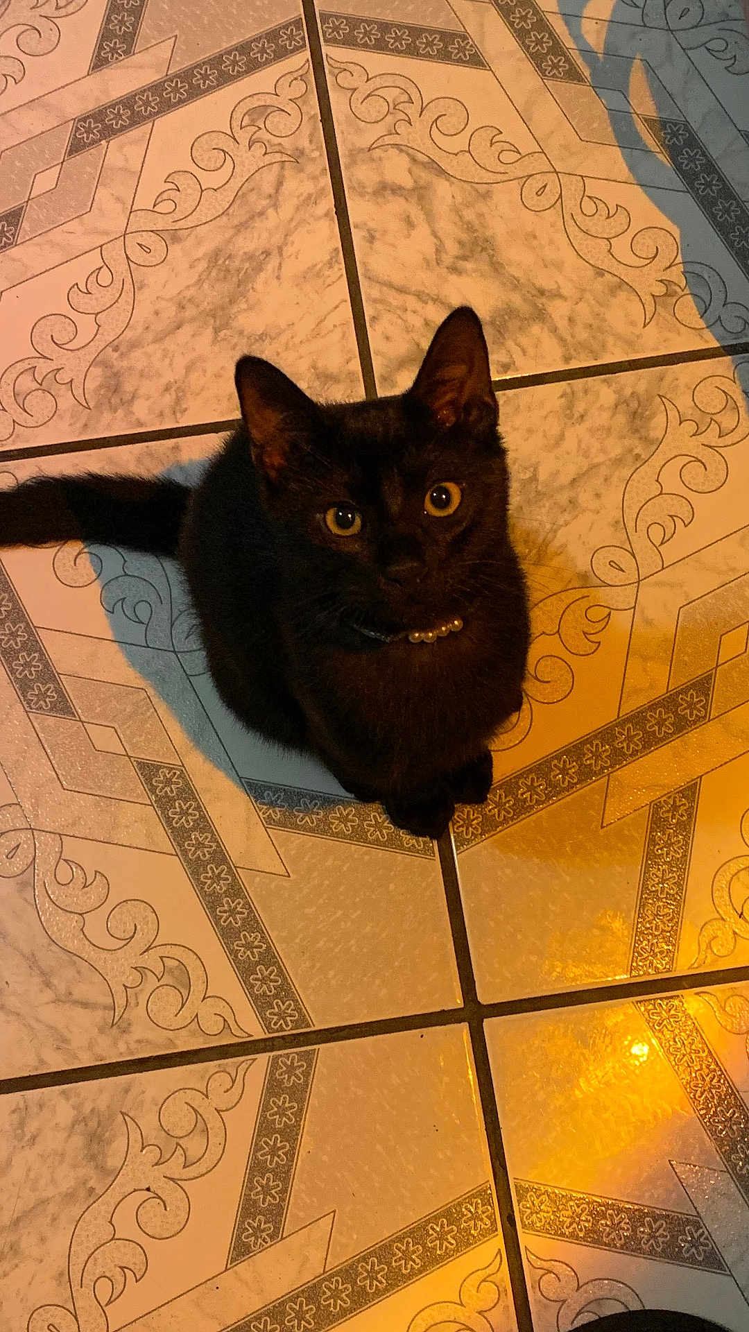 Chloe joined the competition — help win amazing prizes! black_cat, cat, pet, animal, floor_tiles, patterned_floor, indoor, collar, pearl_collar, curious_eyes, sitting, looking_up, feline, whiskers, ears, tail, domestic_cat, cute, companion, quiet