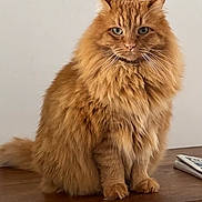 Roger participe au concours pour gagner de l'argent avec cette photo : cat, orange_cat, fluffy, sitting, wooden_surface, indoor, portrait, pet, feline, fur, animal, looking, serious, home_interior, painting, wall, domestic_animal, cute, calm, relaxed