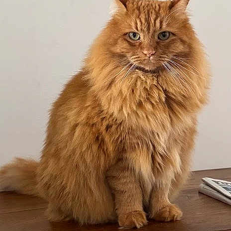 Roger participe au concours pour gagner de l'argent avec cette photo : cat, orange_cat, fluffy, sitting, wooden_surface, indoor, portrait, pet, feline, fur, animal, looking, serious, home_interior, painting, wall, domestic_animal, cute, calm, relaxed