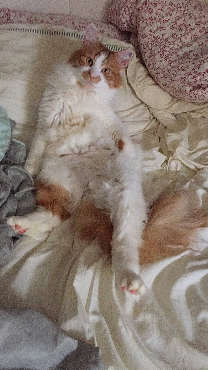 Jacob a rejoint le concours — aidez-le/la à gagner de superbes lots ! american_curl, british_longhair, carnivore, cat, domestic_long_haired_cat, fawn, felidae, fur, kitten, norwegian_forest_cat, persian, ragamuffin, ragdoll, selkirk_rex, small_to_medium_sized_cats, turkish_angora, turkish_van, whiskers