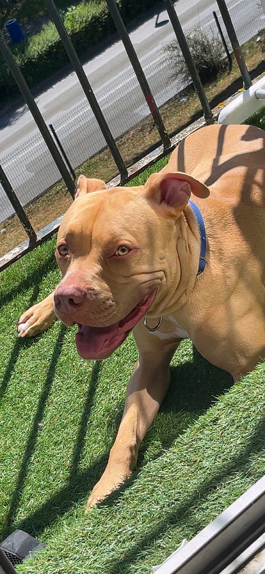 Zeus a rejoint le concours — aidez-le/la à gagner de superbes lots ! dog, tan_dog, blue_collar, grass, sunlight, shadow, outdoor, pet, canine, happy, relaxed, fence, metal_railings, smiling, tongue_out, daylight, nature, animal, close_up, lying_down