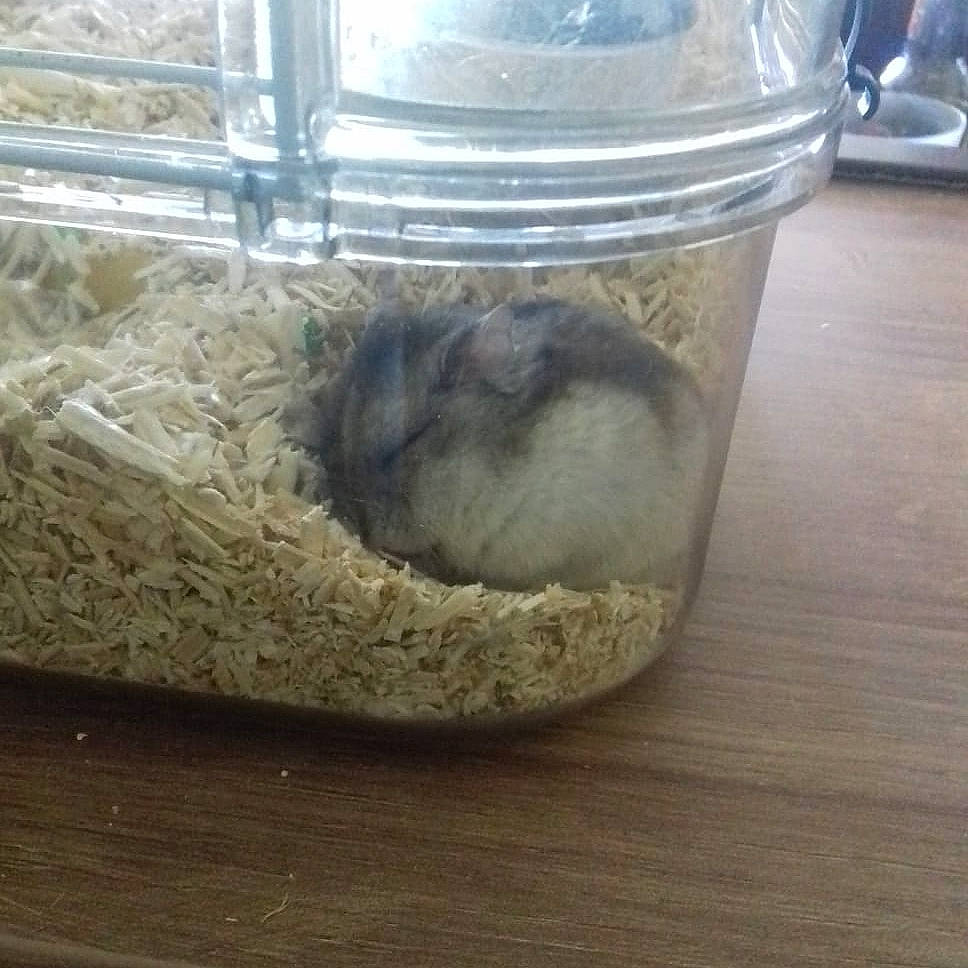 Biscotte a rejoint le concours — aidez-le/la à gagner de superbes lots ! chinchilla, mason_jar, muridae, muroidea, rodent