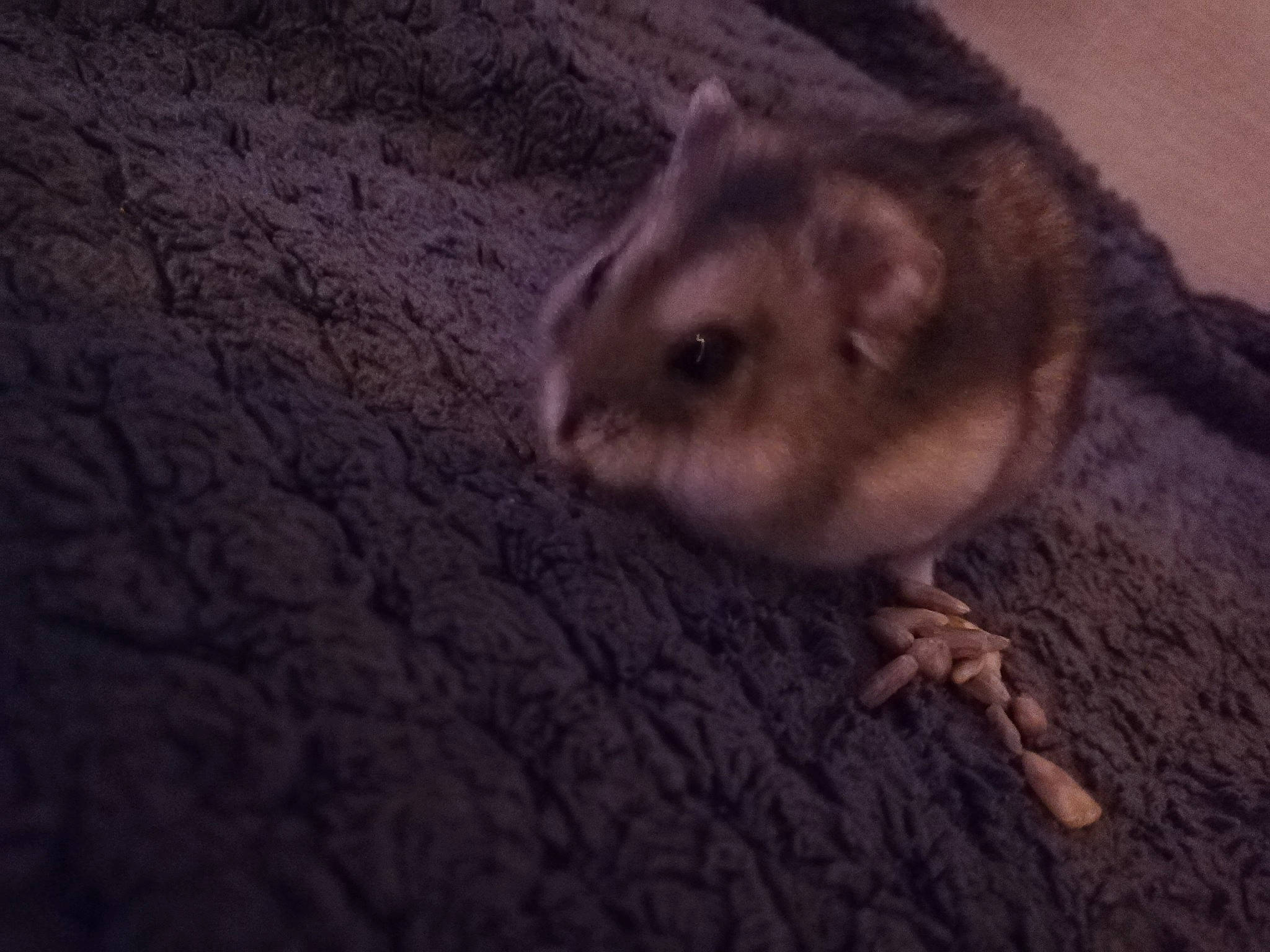 Biscotte a rejoint le concours — aidez-le/la à gagner de superbes lots ! chinchilla, degu, dormouse, eastern_chipmunk, fawn, fur, gerbil, hamster, jerboa, mouse, muridae, muroidea, pest, rat, rodent, skin, snout, tail, whiskers, wildlife